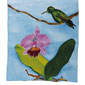Colibrì