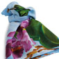 Colibrì