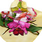 Orchidee