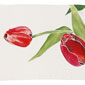 Tulipani Rosa