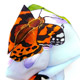 Farfalla